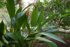 Heliconia psittacorum